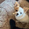 チワプー　里親募集 サムネイル4