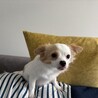 チワプー　里親募集 サムネイル5