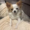 チワプー　里親募集 サムネイル6
