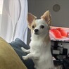 チワプー　里親募集 サムネイル7