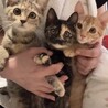 スーパーキュート♡キジミケの女の子　推定3ヶ月 サムネイル2