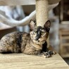 いつでもごきげん♪ハニちゃん♀3ヶ月 サムネイル4