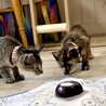 いつでもごきげん♪ハニちゃん♀3ヶ月 サムネイル5