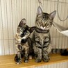 いつでもごきげん♪ハニちゃん♀3ヶ月 サムネイル6