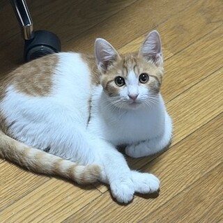 少し臆病ですがヤンチャで可愛いニコ