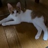 少し臆病ですがヤンチャで可愛いニコ