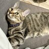 見た目は子猫中身はお父さん！？☆アリスくん♂4ヶ月 サムネイル2