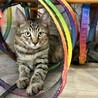 見た目は子猫中身はお父さん！？☆アリスくん♂4ヶ月 サムネイル3