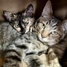見た目は子猫中身はお父さん！？☆アリスくん♂4ヶ月 サムネイル6
