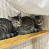 見た目は子猫中身はお父さん！？☆アリスくん♂4ヶ月 サムネイル7