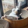 49ヶ月三毛子猫★賢い美子猫 サムネイル2