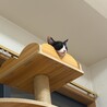 49ヶ月三毛子猫★賢い美子猫 サムネイル6