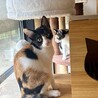 49ヶ月三毛子猫★賢い美子猫 サムネイル7