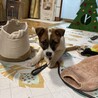 人間大好き！雑種　レンくん(男の子2ヶ月)　 サムネイル4