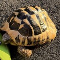 ヘルマンリクガメ♂