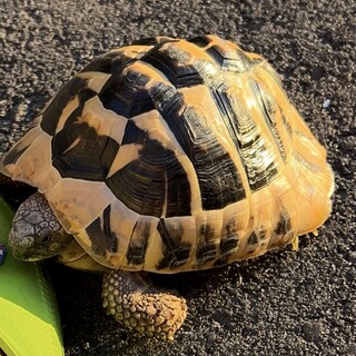 ヘルマンリクガメ♂