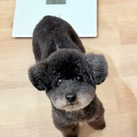 リル