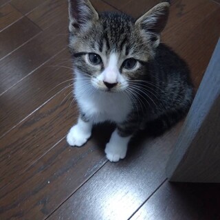 人も大人猫もへっちゃら⭐︎壮くん