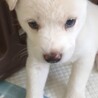 9/20、9/23 譲渡会参加　かぐやちゃん