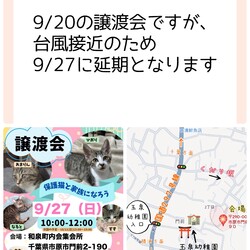 さくらねこDays 保護猫譲渡会