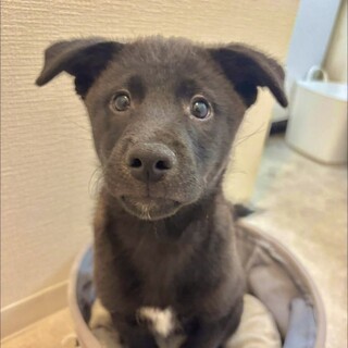 やんちゃな甘えん坊雑種の仔犬ベック君