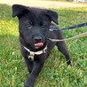 やんちゃな甘えん坊雑種の仔犬ベック君 サムネイル2