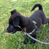 やんちゃな甘えん坊雑種の仔犬ベック君 サムネイル3