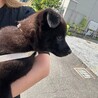やんちゃな甘えん坊雑種の仔犬ベック君 サムネイル4