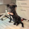 やんちゃな甘えん坊雑種の仔犬ベック君 サムネイル5