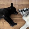 やんちゃな甘えん坊雑種の仔犬ベック君 サムネイル6