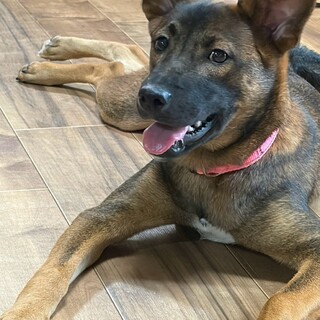 野犬のお母さんから生まれた女の子６ヶ月♡小町ちゃん