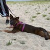 野犬のお母さんから生まれた女の子６ヶ月♡小町ちゃん サムネイル5