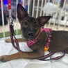野犬のお母さんから生まれた女の子６ヶ月♡小町ちゃん サムネイル6