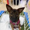 野犬のお母さんから生まれた女の子６ヶ月♡小町ちゃん サムネイル7