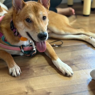 野犬のお母さんから生まれた男の子9ヶ月いなりくん