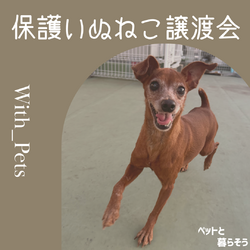 保護いぬねこ譲渡会