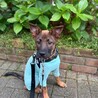 野犬のお母さんから生まれた女の子６ヶ月♡小町ちゃん サムネイル4