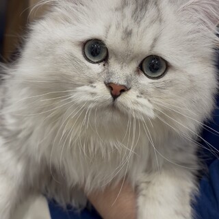 ペルシャ猫のチンチラシルバーです！！