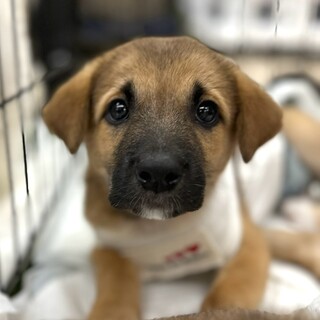 野犬のお母さんが産んだ女の子♡ヘイジーちゃん
