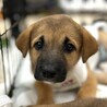 野犬のお母さんが産んだ女の子♡ヘイジーちゃん サムネイル2