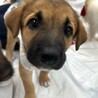 野犬のお母さんが産んだ女の子♡ヘイジーちゃん サムネイル3