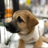 野犬のお母さんが産んだ女の子♡ヘイジーちゃん