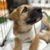野犬のお母さんが産んだ女の子♡ヘイジーちゃん サムネイル5