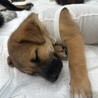 野犬のお母さんが産んだ女の子♡ヘイジーちゃん サムネイル7