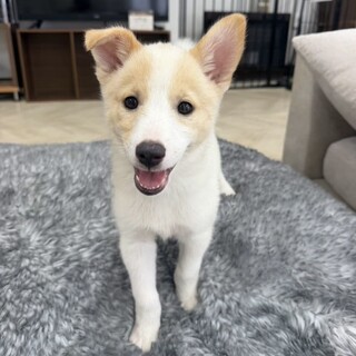 アプリコットのリノちゃん」兵庫県 - 犬の里親募集(376307) :: ペット