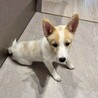 やんちゃな甘えん坊に成長中雑種の仔犬もとじ君