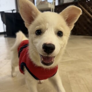 甘えん坊なお転婆娘仔犬のもとみちゃん