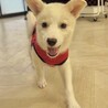 甘えん坊なお転婆娘仔犬のもとみちゃん サムネイル2