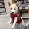 甘えん坊なお転婆娘仔犬のもとみちゃん サムネイル3