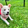 甘えん坊なお転婆娘仔犬のもとみちゃん サムネイル4